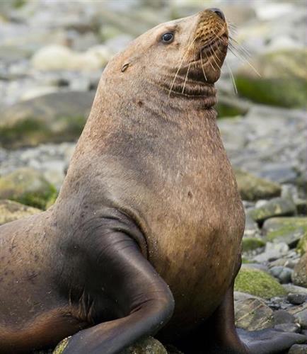 Steller Sea Lions Steller Sea Lions